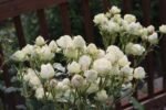 CREAMY EDEN - Image 6