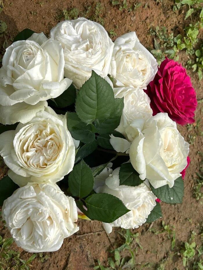 WEDDING ROAD - Image 3