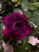 PURPLE VELVET - Image 2