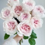 STRAWBERRY MILKSHAKE