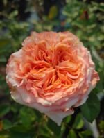 FUNKY PEACH - Image 3