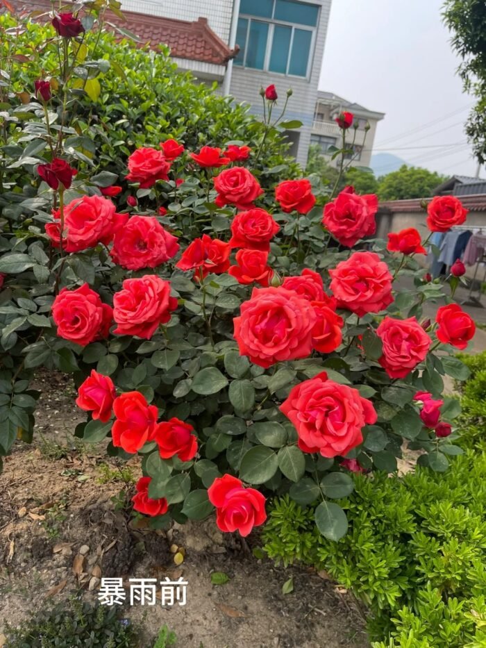 FEI-SHAN - Image 2