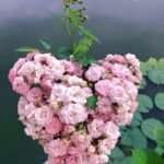 WINTER PLUM (DONGMEI)