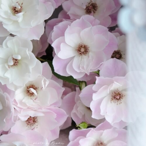 BLUSHING PINK ICEBERG
