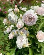 FLOATING MOON (SHEHEREZADE SPORT) - Image 5