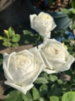 WEDDING ROAD - Image 6