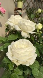 WEDDING ROAD - Image 5
