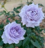 PURPLE MOONLIGHT - Image 5