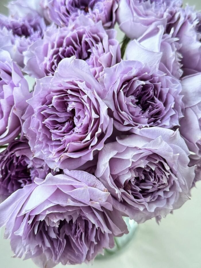 PURPLE MOONLIGHT - Image 1