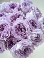 PURPLE MOONLIGHT - Image 2