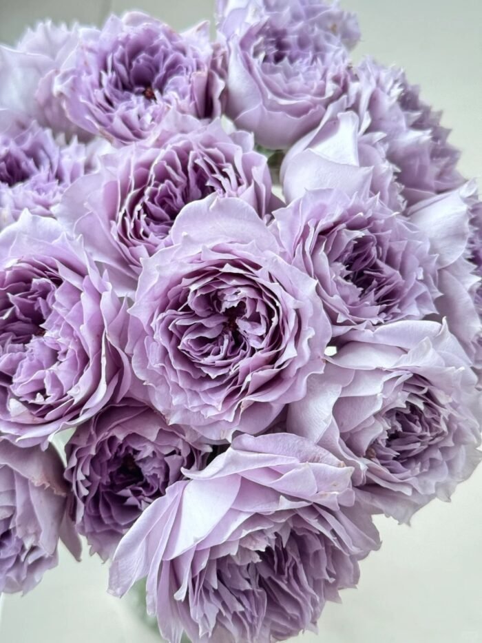 PURPLE MOONLIGHT - Image 2