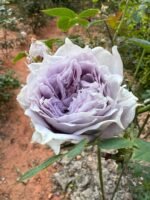 PURPLE MOONLIGHT - Image 4