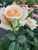 PEACH AVALANCHE - Image 6