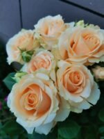 PEACH AVALANCHE - Image 7