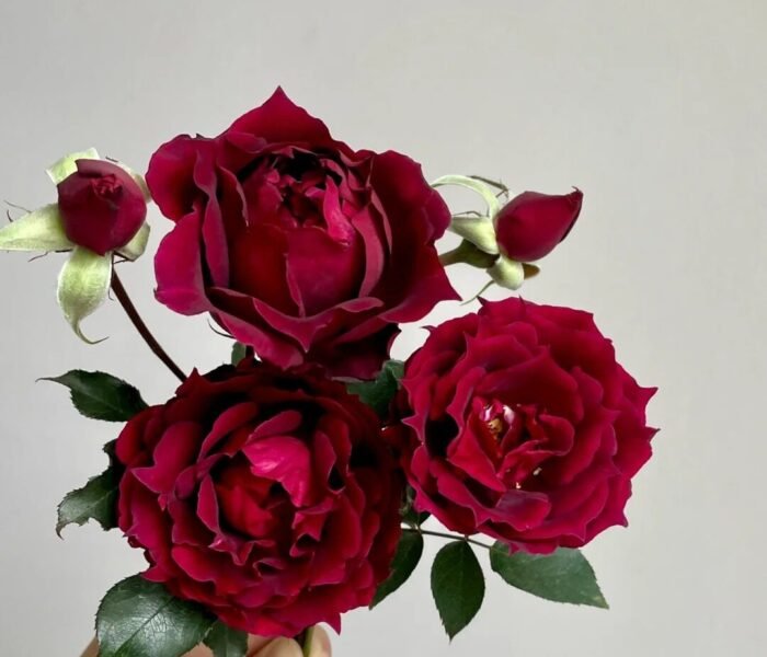 ALCINA - Image 1