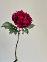 ALCINA - Image 2
