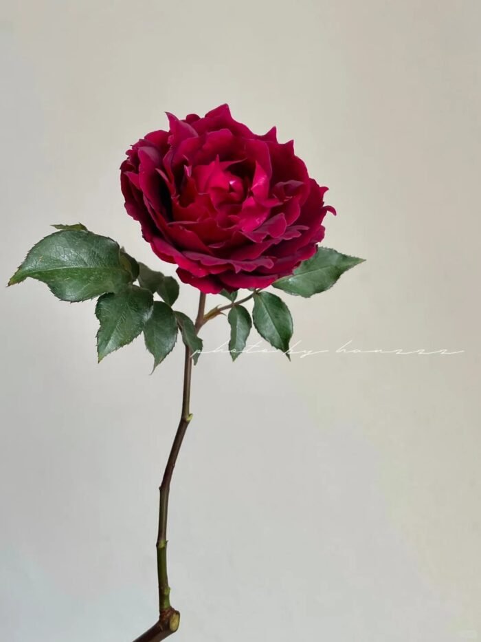 ALCINA - Image 2