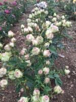 A7 #5 MAGIC IMAGE - Image 3