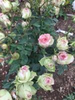 A7 #5 MAGIC IMAGE - Image 2