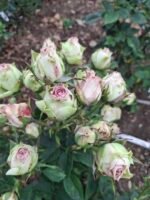 A7 #5 MAGIC IMAGE - Image 4