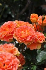 BRASS BAND - Image 11