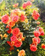 BRASS BAND - Image 9