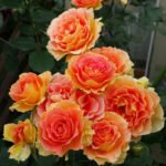 BRASS BAND - Image 2