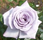 HI HO SILVER - Image 3