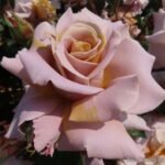 COLONEL MUSTARD - Image 3