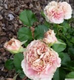 WEDDING CAKE - Image 4