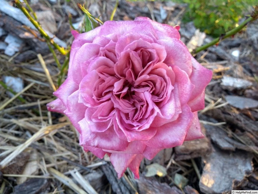 344217 ORCHID MASTERPIECE - Image 1