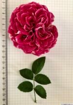 MARKANTA (არ იყიდება) - Image 3