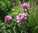 ORCHID MASTERPIECE - Image 3