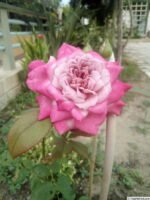 ORCHID MASTERPIECE - Image 4