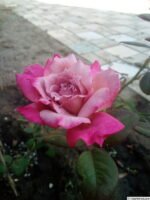 ORCHID MASTERPIECE - Image 5