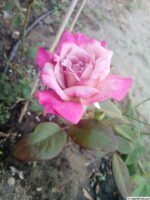 ORCHID MASTERPIECE - Image 6