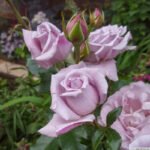 HI HO SILVER - Image 4