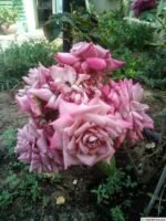 ORCHID MASTERPIECE - Image 7