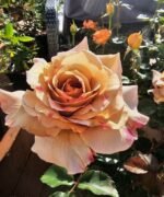 COLONEL MUSTARD - Image 2