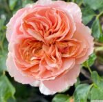 WEDDING CAKE - Image 6