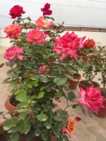 COFFEE COUNTRY - Image 6