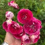 MARKANTA (არ იყიდება)