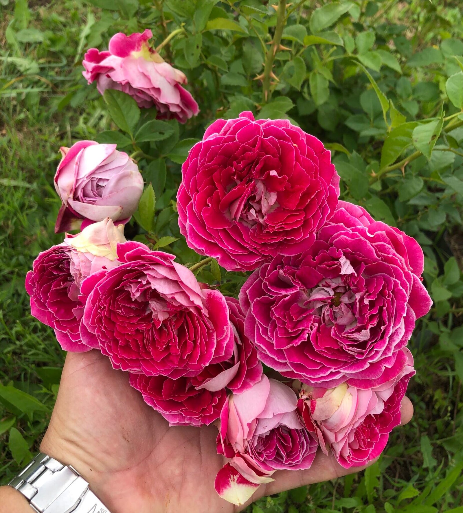 IMG_7707 MARKANTA (არ იყიდება) - Image 1