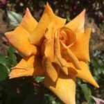 COLONEL MUSTARD - Image 6