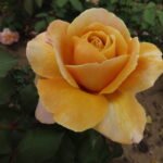 COLONEL MUSTARD - Image 7