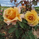 COLONEL MUSTARD - Image 8