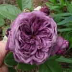 AVATAR(არ იყიდება)