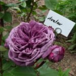 AVATAR(არ იყიდება) - Image 3