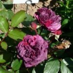 AVATAR(არ იყიდება) - Image 2