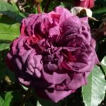 AVATAR(არ იყიდება) - Image 5